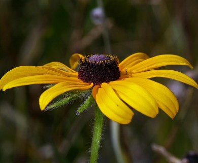 Rudbeckia hirta