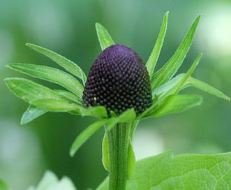 Rudbeckia occidentalis