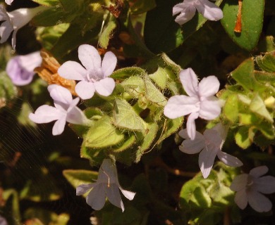 Ruellia blechum