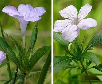 Ruellia caroliniensis