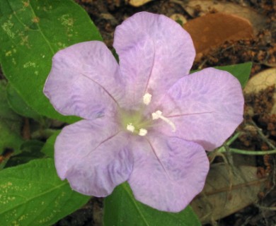 Ruellia ciliosa