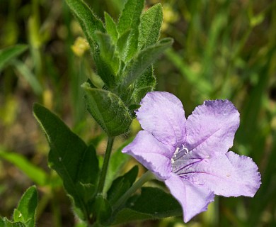 Ruellia humilis