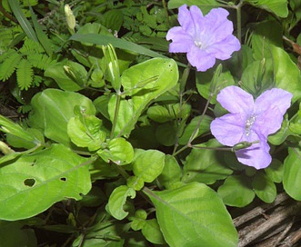 Ruellia nudiflora