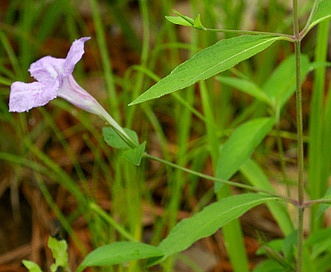 Ruellia pedunculata