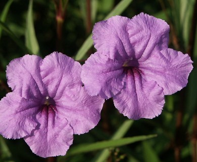 Ruellia simplex