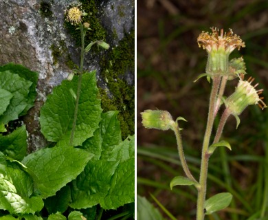 Rugelia nudicaulis