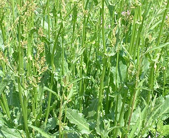 Rumex acetosa