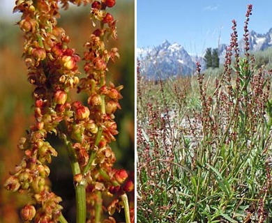 Rumex acetosella