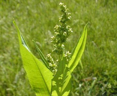 Rumex altissimus