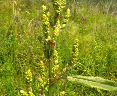 Rumex britannica