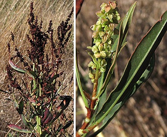 Rumex californicus