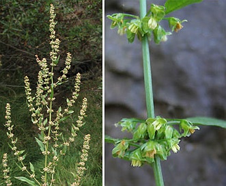 Rumex conglomeratus