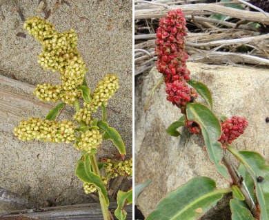 Rumex crassus