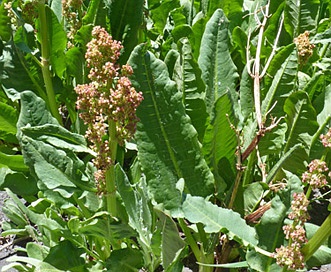 Rumex densiflorus