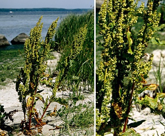 Rumex longifolius