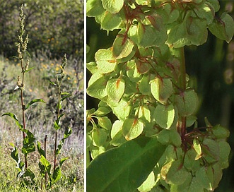 Rumex patientia