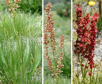 Rumex paucifolius