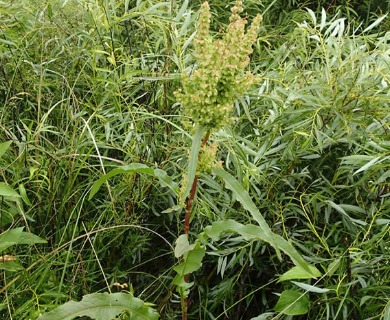 Rumex pseudonatronatus