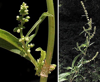 Rumex salicifolius