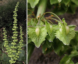 Rumex stenophyllus