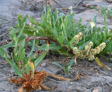 Rumex triangulivalvis