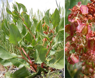 Rumex venosus