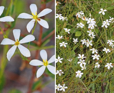 Sabatia brevifolia