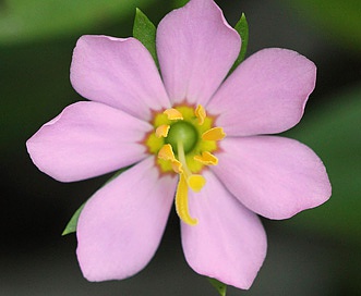 Sabatia calycina