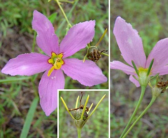 Sabatia campanulata