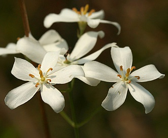 Sabatia difformis