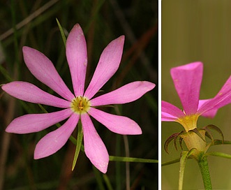 Sabatia gentianoides