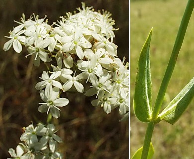 Sabatia quadrangula