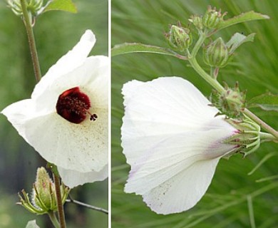 Sabdariffa aculeata