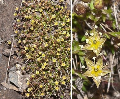 Sabulina austromontana