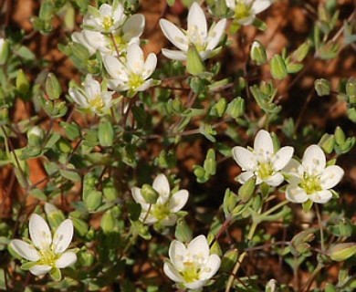 Sabulina californica