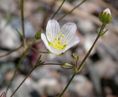 Sabulina douglasii