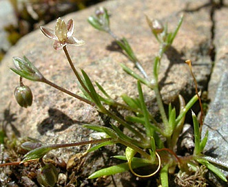 Sagina apetala