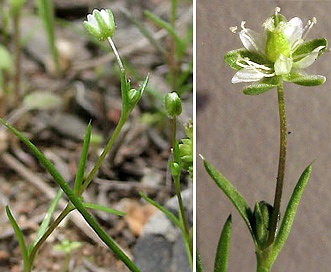 Sagina decumbens