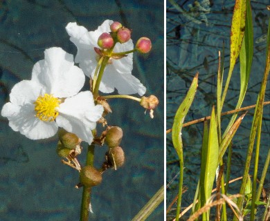 Sagittaria graminea