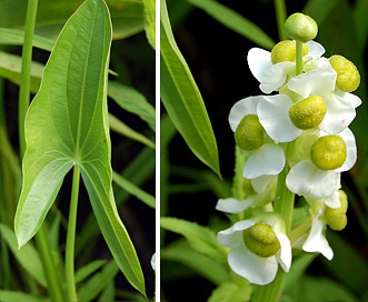 Sagittaria latifolia