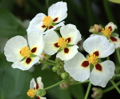 Sagittaria montevidensis