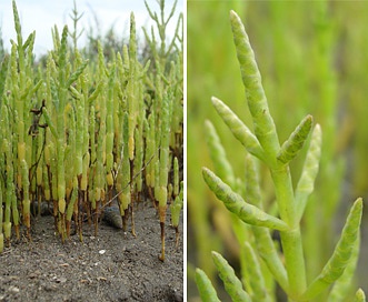 Salicornia bigelovii