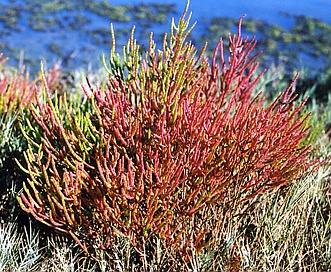 Salicornia depressa