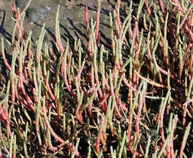 Salicornia perennis