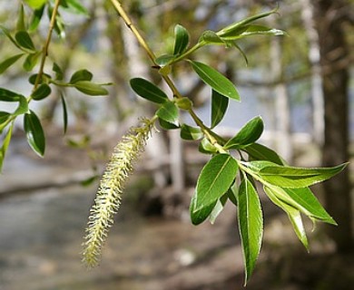 Salix X fragilis