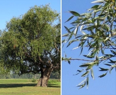 Salix alba