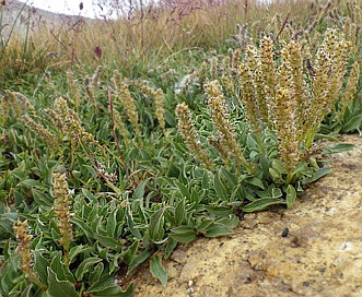 Salix arctica