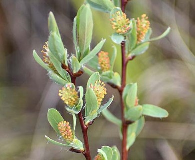 Salix athabascensis