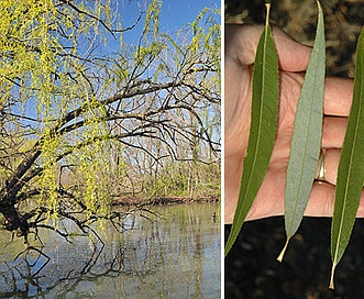 Salix babylonica