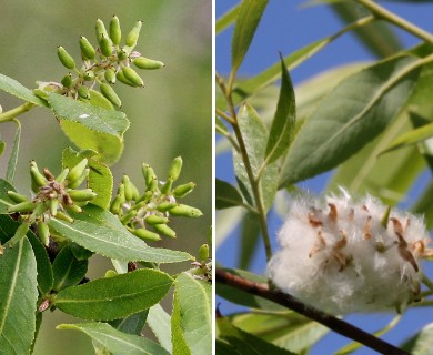 Salix caroliniana